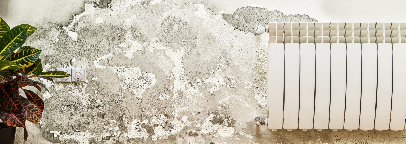 Mold Remediation