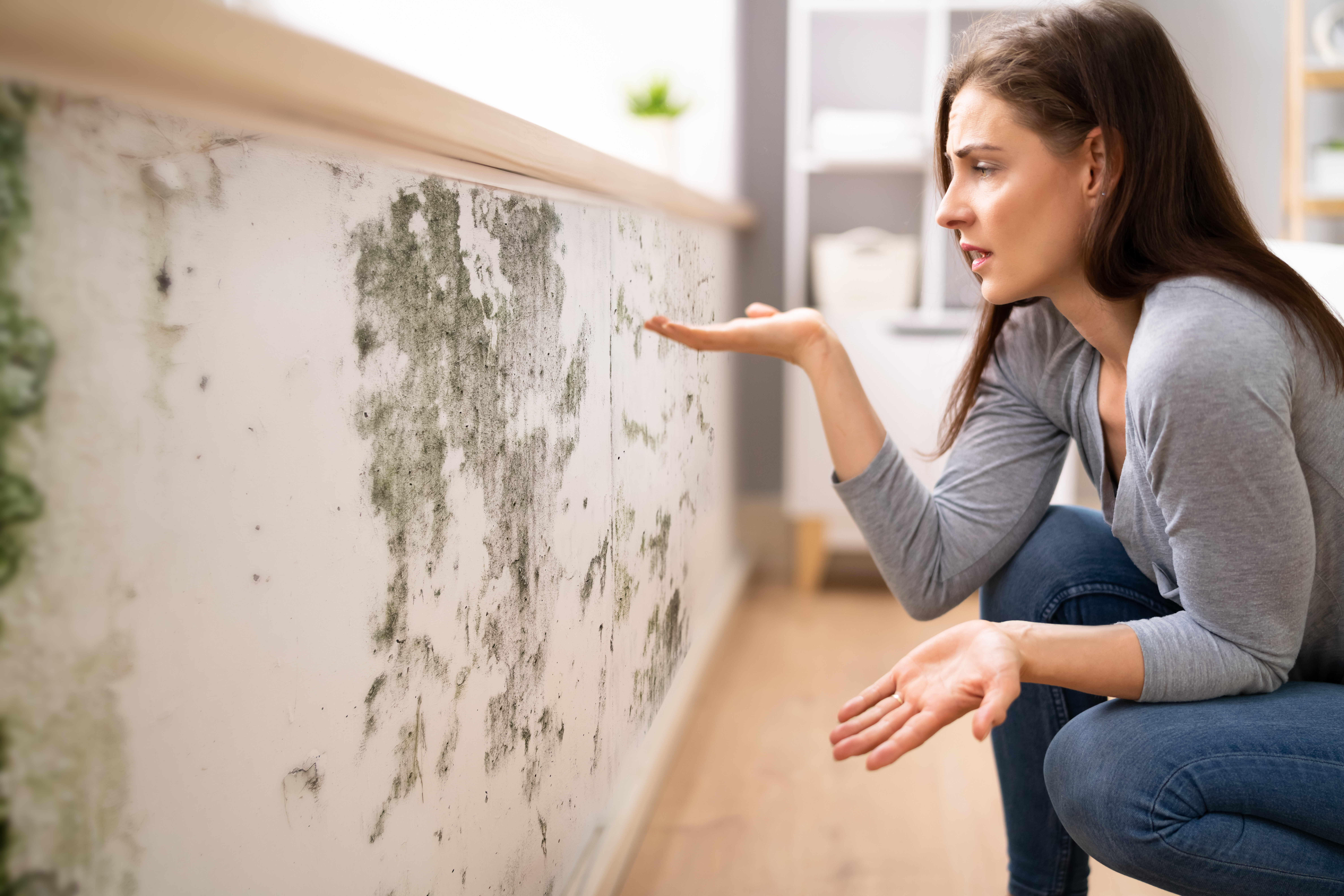 What to do if your tenants find mold growth at a rental property