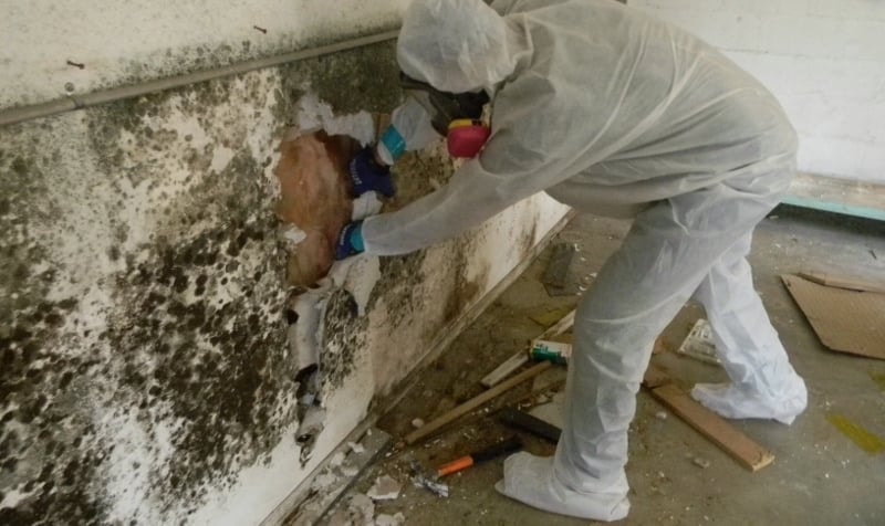 Mold Removal Services by Rytech Restoration