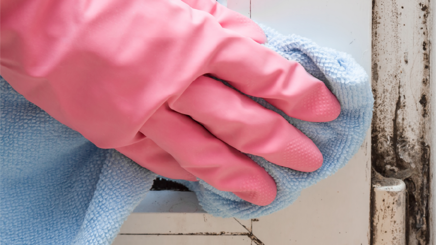 How to clean after mold remediation