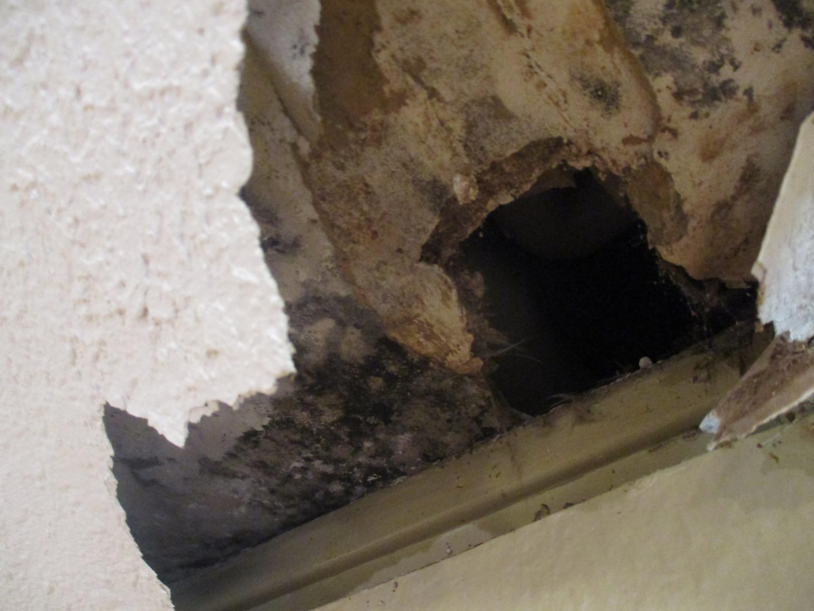 Why DIY Water Extraction & Mold Removal Is Not Recommended