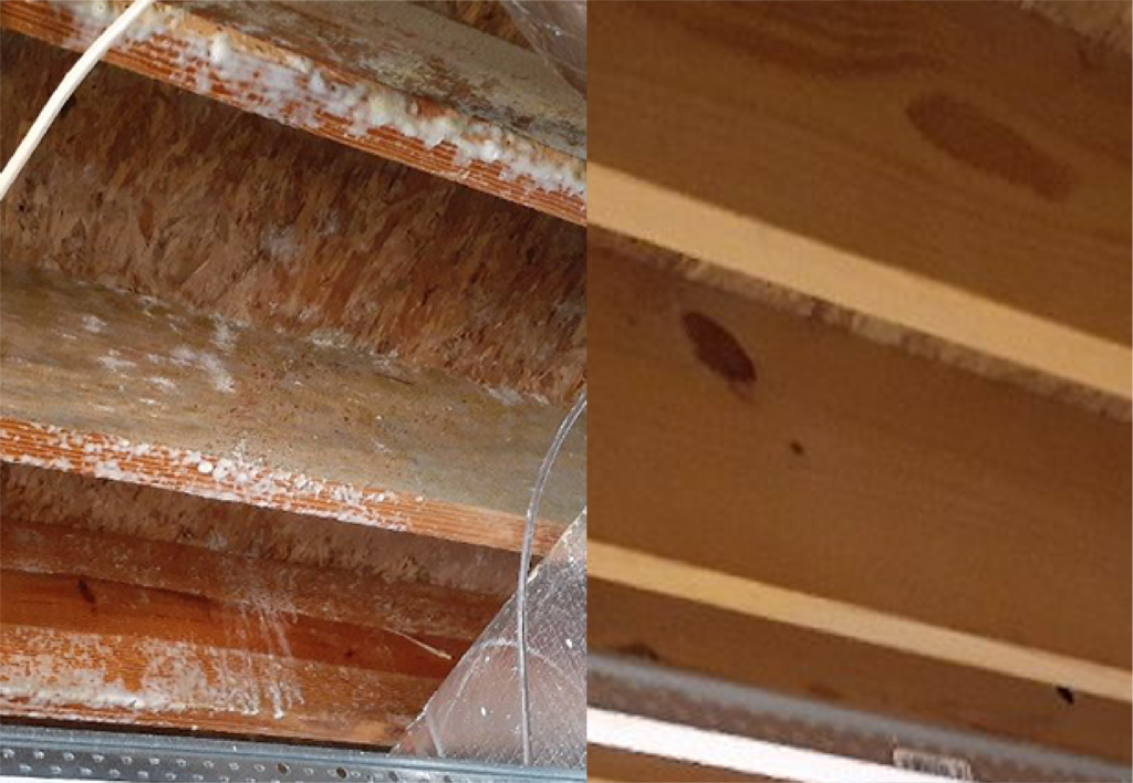 Successful Mold Removal by Rytech in Residential Basement