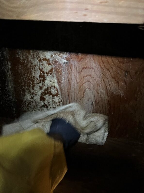 Mold Cleaning After Antimicrobial Spray