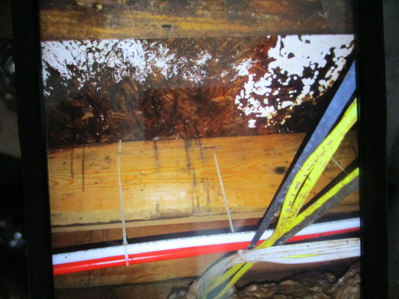 Mold growth in crawl space found during mold inspection