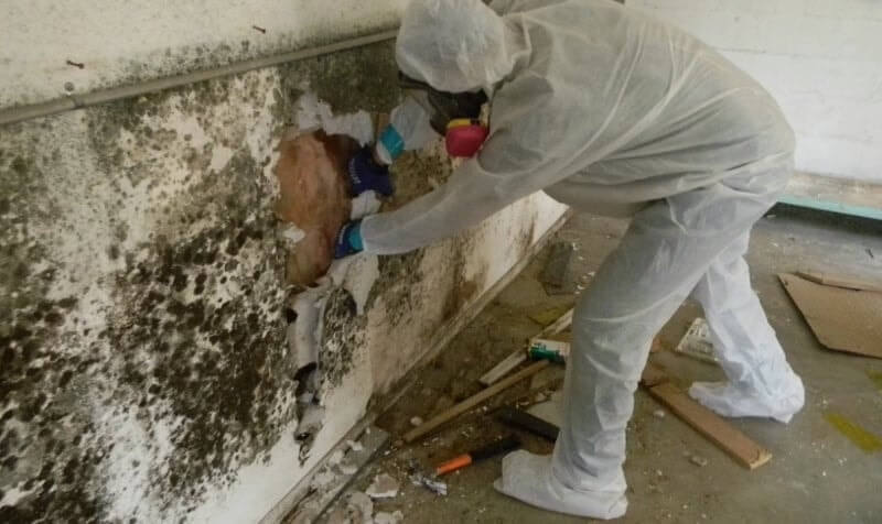 Dangerous Mold Removal