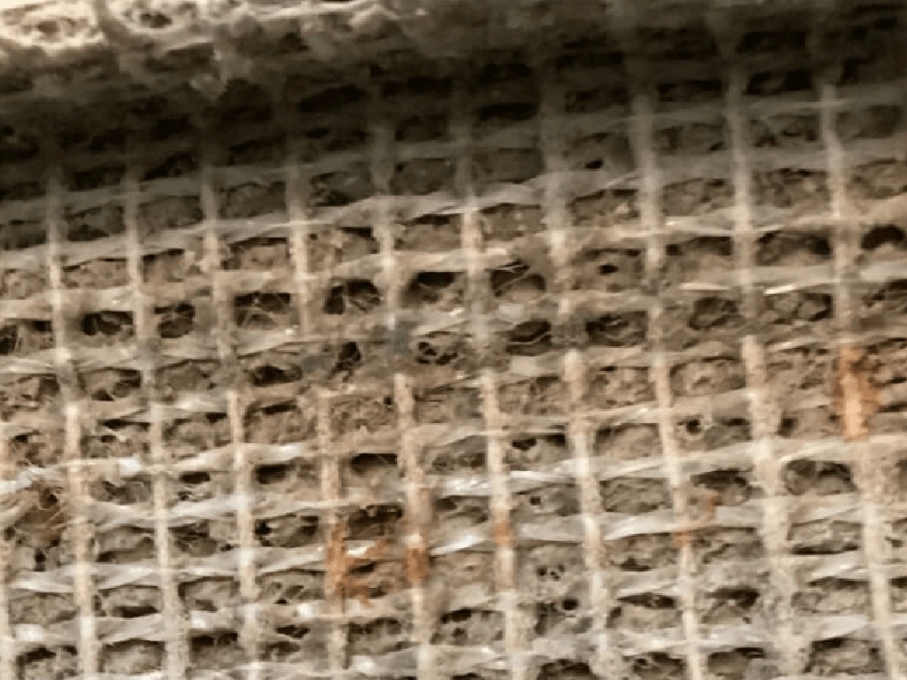 Mold Growing Inside Carpet Fibers After Water Damage