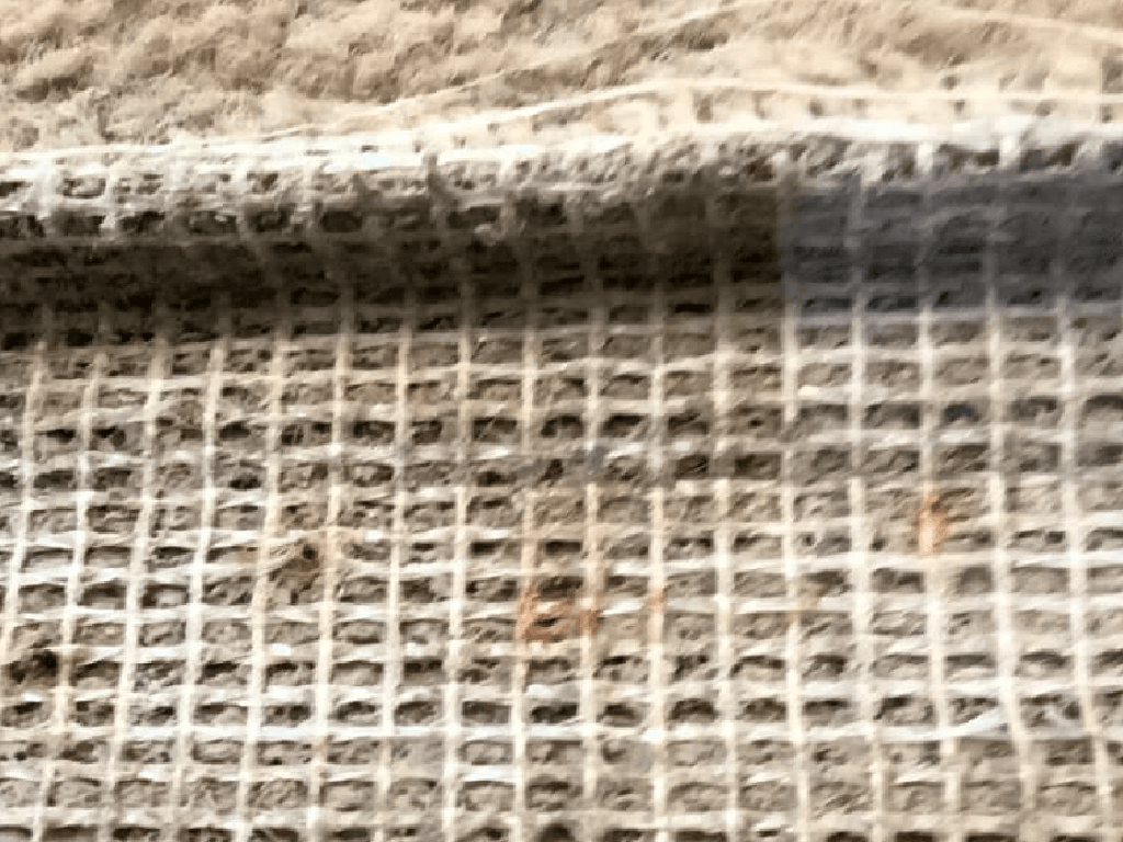 Mold Growth On Carpet After Water Damage